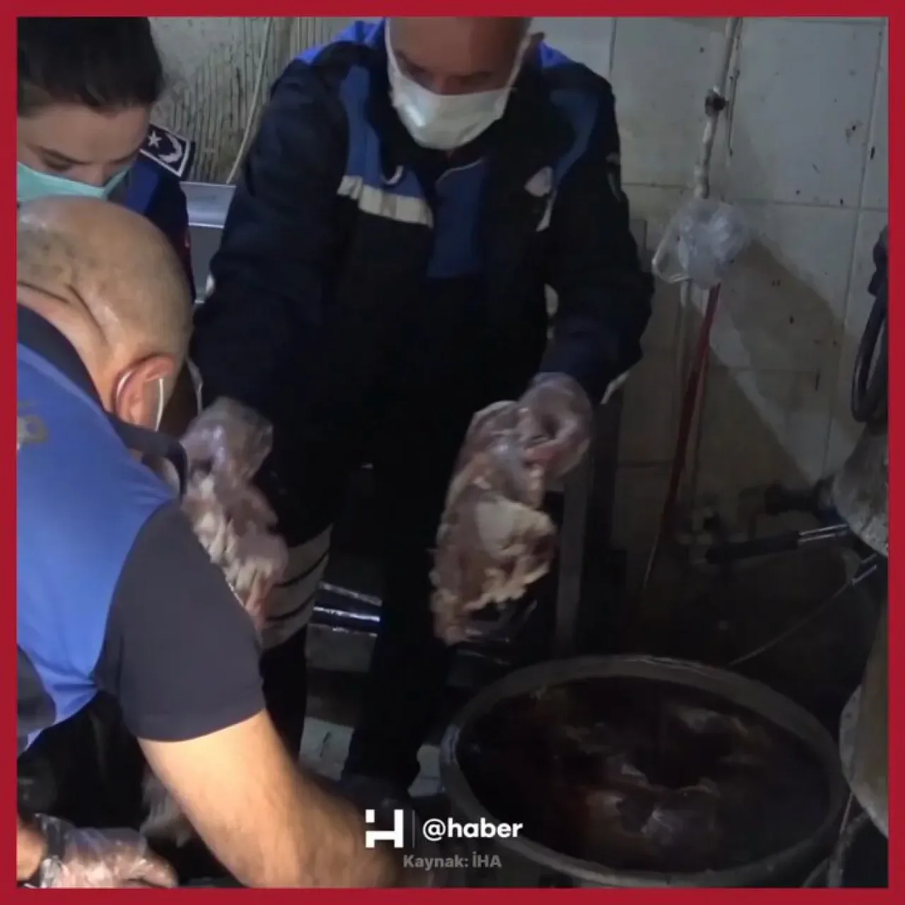 Şanlıurfa'da 1 Ton Bozuk Et Ele Geçirildi: Lokanta ve Düğünlere Servis Ediliyor Şanlıurfa'da 1 Ton Bozuk Et Ele Geçirildi: Lokanta ve Düğünlere Servis Ediliyor