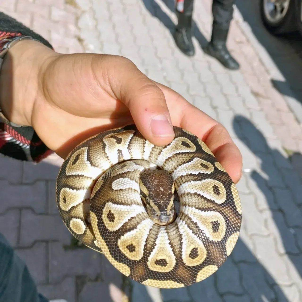Konya'da Polis Kontrolünde Cebinden Yavru Piton Yılanı Çıkan Şahıs Şaşkına Döndü Konya'da Polis Kontrolünde Cebinden Yavru Piton Yılanı Çıkan Şahıs Şaşkına Döndü