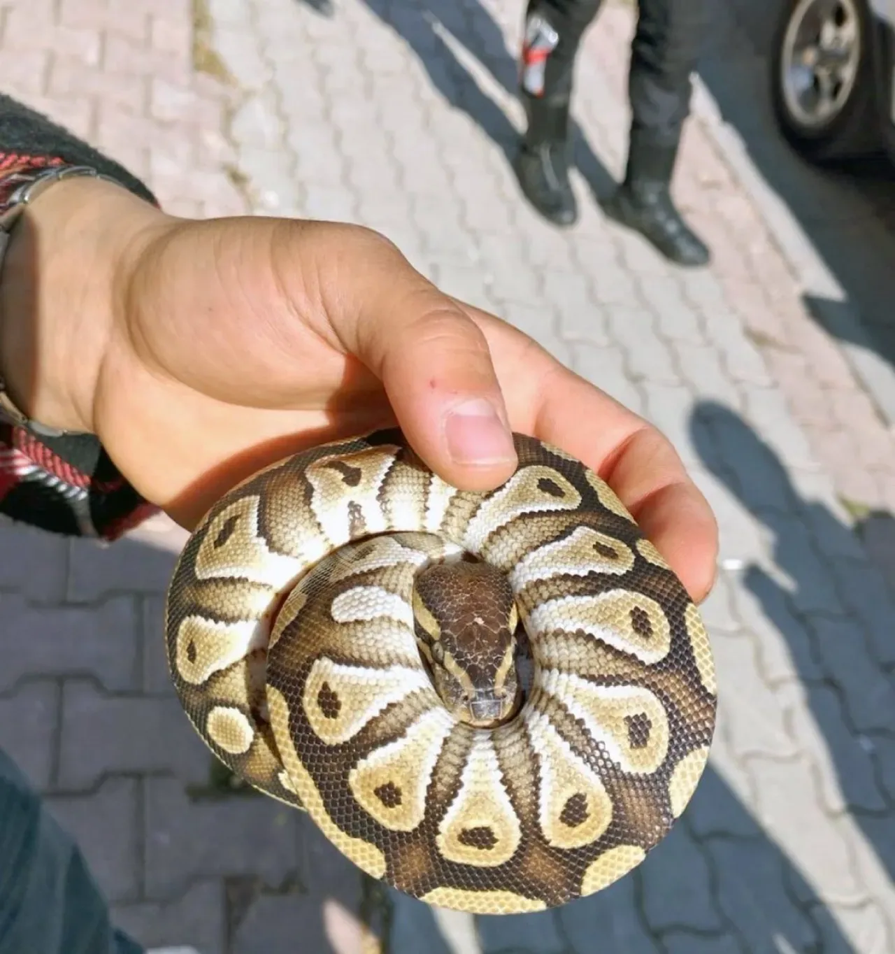 Konya'da Vatandaşın Cebinden Yavru Piton Çıktı Konya'da Vatandaşın Cebinden Yavru Piton Çıktı