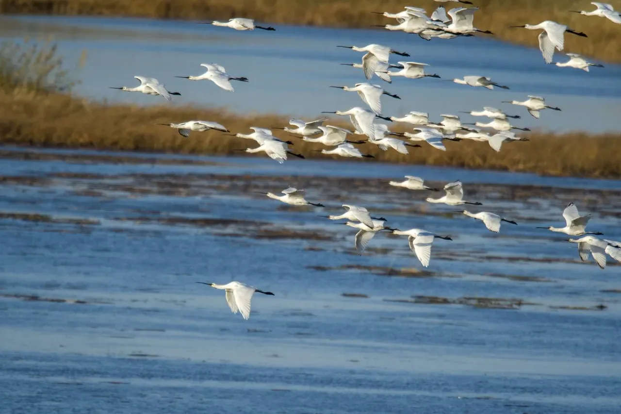 Wolong Gölü Sulak Alanı, Göçmen Kaşıkçı Kuşlarına Ev Sahipliği Yapıyor Wolong Gölü Sulak Alanı, Göçmen Kaşıkçı Kuşlarına Ev Sahipliği Yapıyor