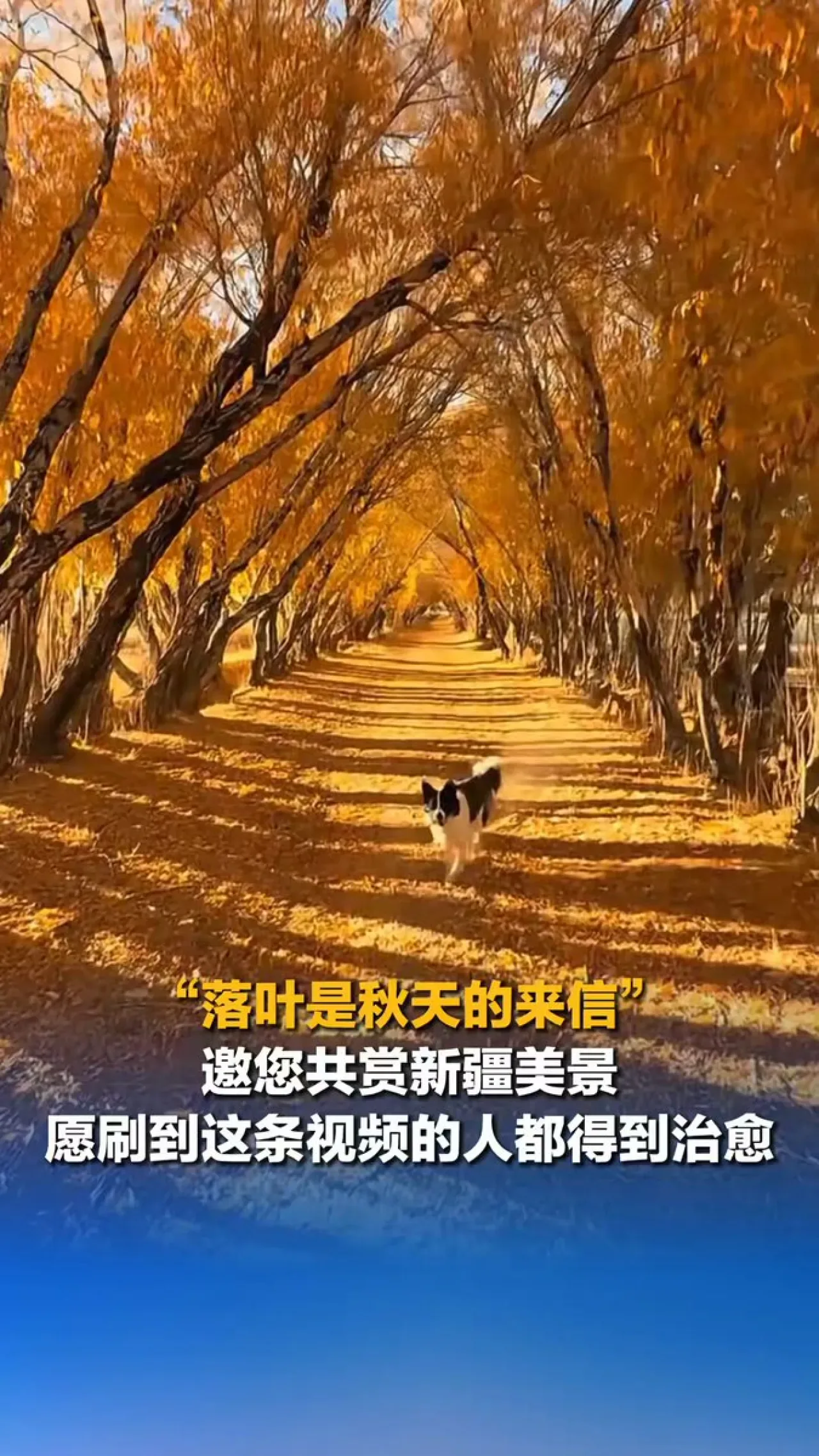 Xinjiang'ın Büyüleyici Sonbahar Manzaraları Görenleri Hayran Bırakıyor Xinjiang'ın Büyüleyici Sonbahar Manzaraları Görenleri Hayran Bırakıyor