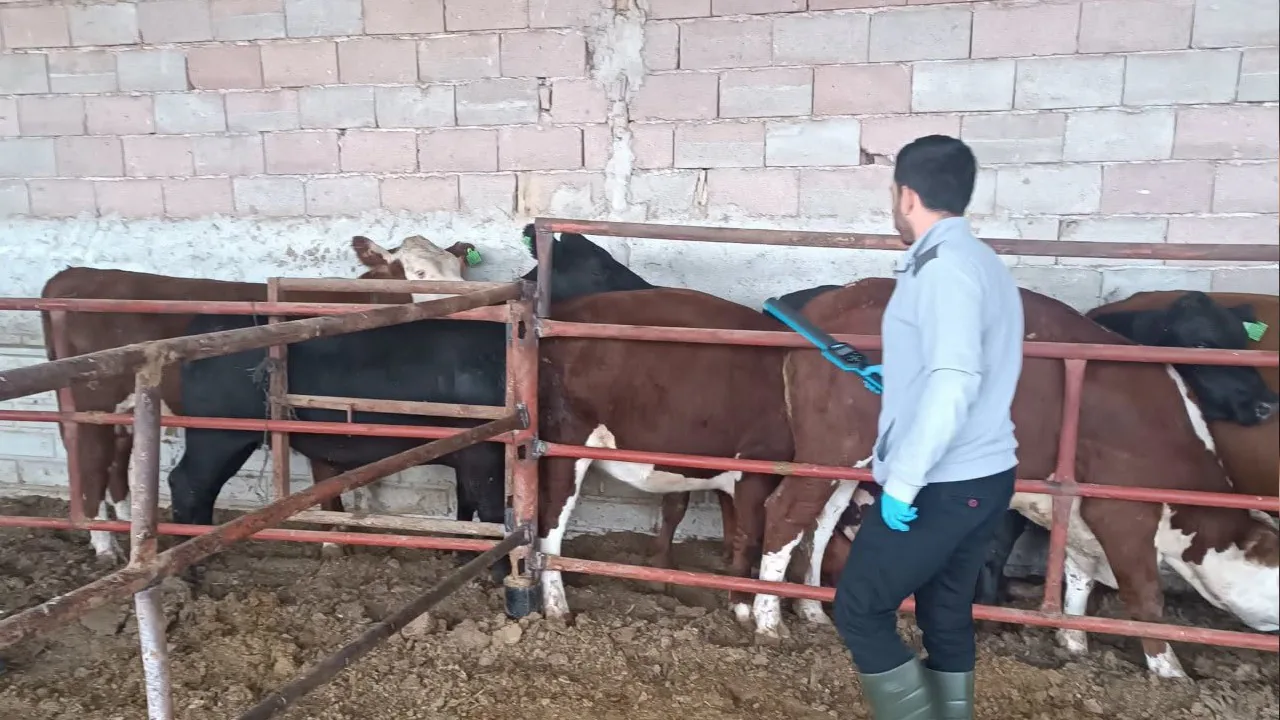 Konya Sarayönü'nde 'Kırsalda Bereket' projesi: Gebe düvelerin sağlık taraması sürüyor Konya Sarayönü'nde 'Kırsalda Bereket' projesi: Gebe düvelerin sağlık taraması sürüyor