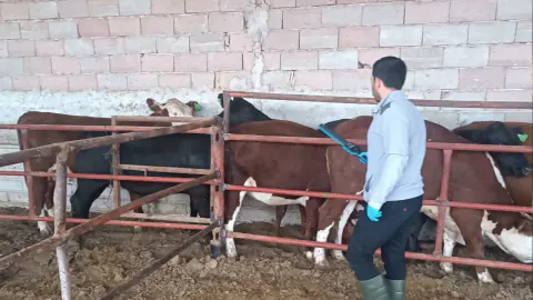 Konya Sarayönü'nde 'Kırsalda Bereket' projesi: Gebe düvelerin sağlık taraması sürüyor
