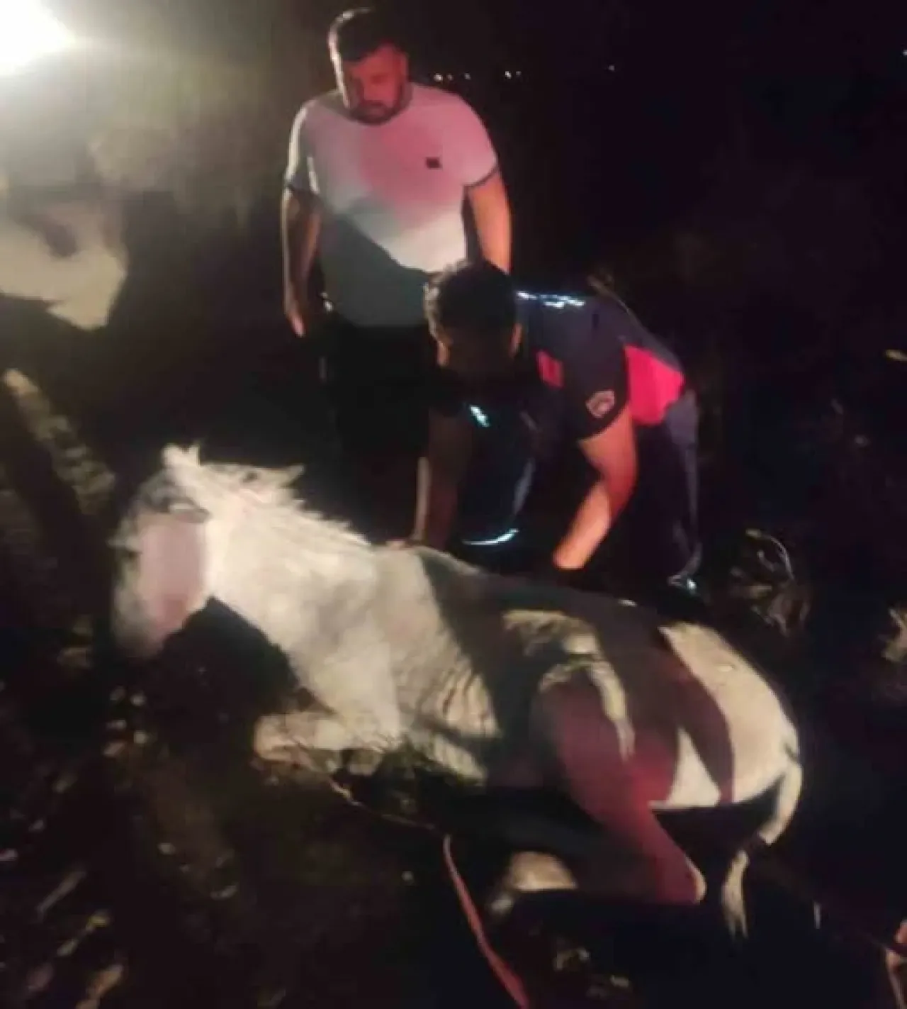 Hatay'da Dere Yatağına Saplanan Eşek Vinçle Kurtarıldı Hatay'da Dere Yatağına Saplanan Eşek Vinçle Kurtarıldı