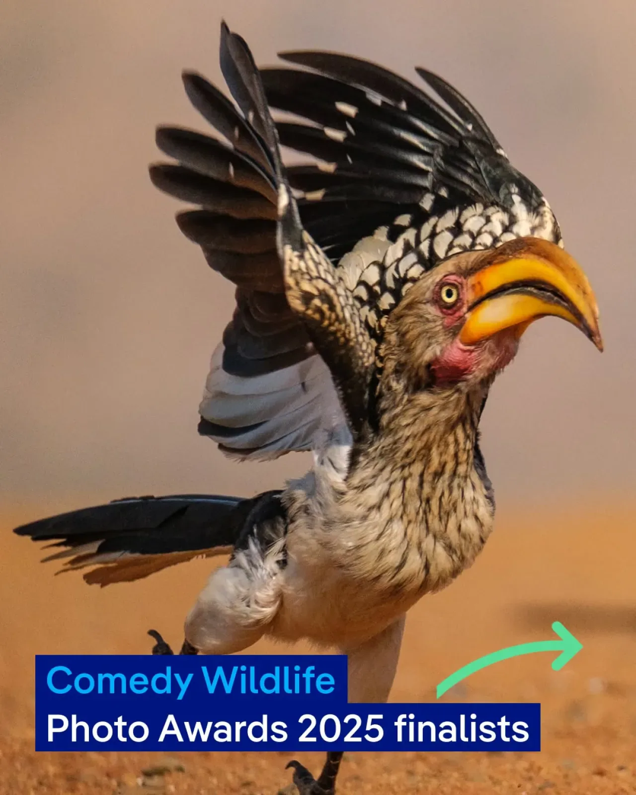 Nikon Comedy Wildlife Photography Awards 2024 Finalistleri Açıklandı: Hayvanların Komik Anları Nikon Comedy Wildlife Photography Awards 2024 Finalistleri Açıklandı: Hayvanların Komik Anları