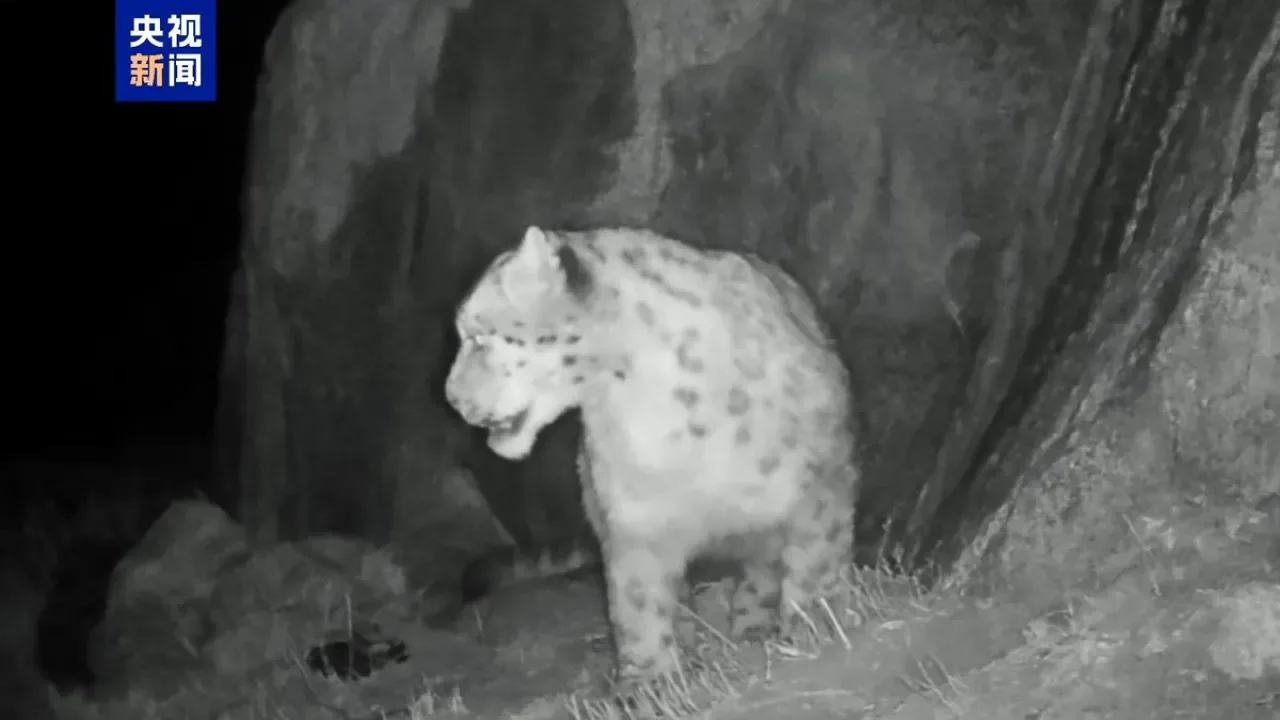 Çin'de İlk Kez Muztagh Ata Bölgesinde Kar Leoparı Görüntülendi Çin'de İlk Kez Muztagh Ata Bölgesinde Kar Leoparı Görüntülendi