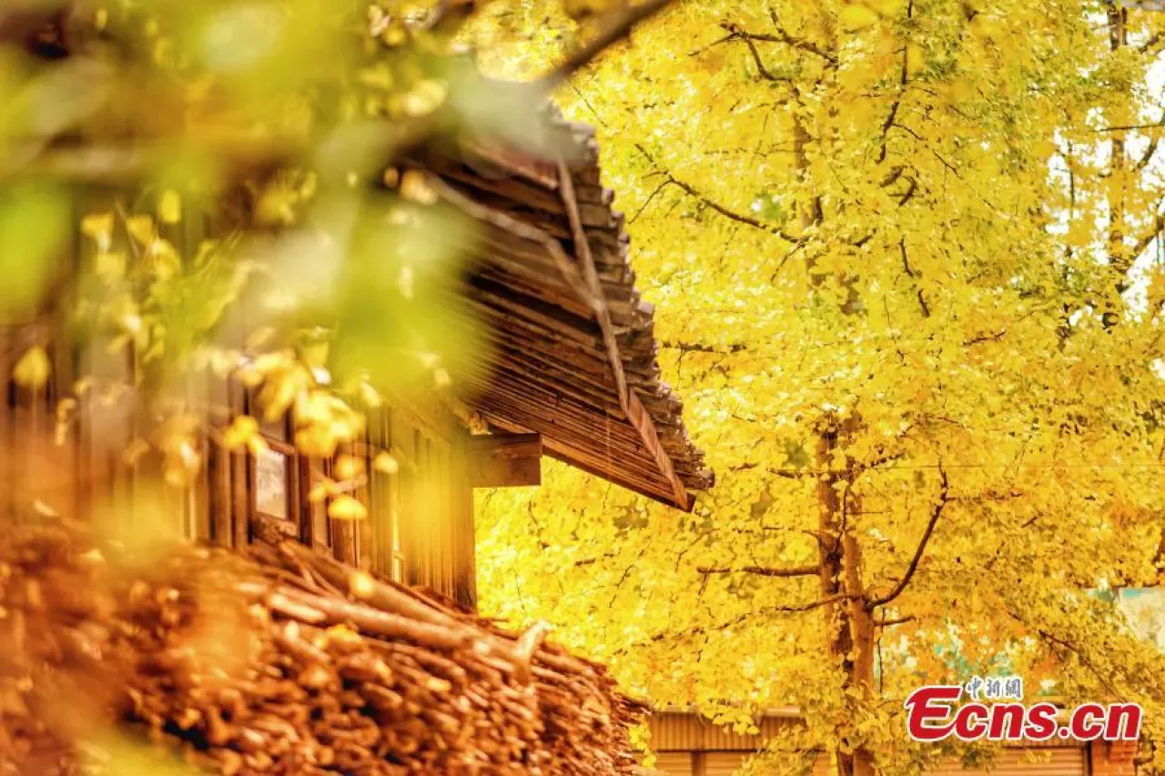 Tengchong'daki Altın Renkli Cennet: Ginkgo Köyü Sonbaharın Büyüsüne Bürünüyor Tengchong'daki Altın Renkli Cennet: Ginkgo Köyü Sonbaharın Büyüsüne Bürünüyor