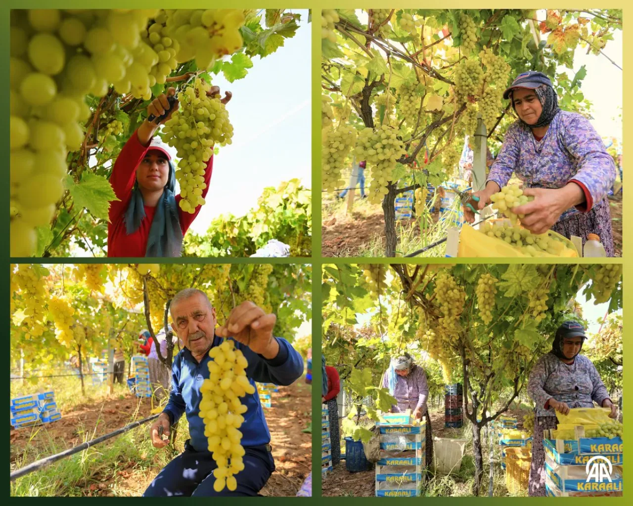 Manisa'nın Sarıgöl Ovası'nda Üzüm Rekoltesi 500 Bin Tona Ulaştı Manisa'nın Sarıgöl Ovası'nda Üzüm Rekoltesi 500 Bin Tona Ulaştı