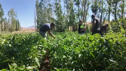 Adana Büyükşehir Belediyesi'nden Tufanbeyli'de Çiftçiye Sulama ve Fide Desteği