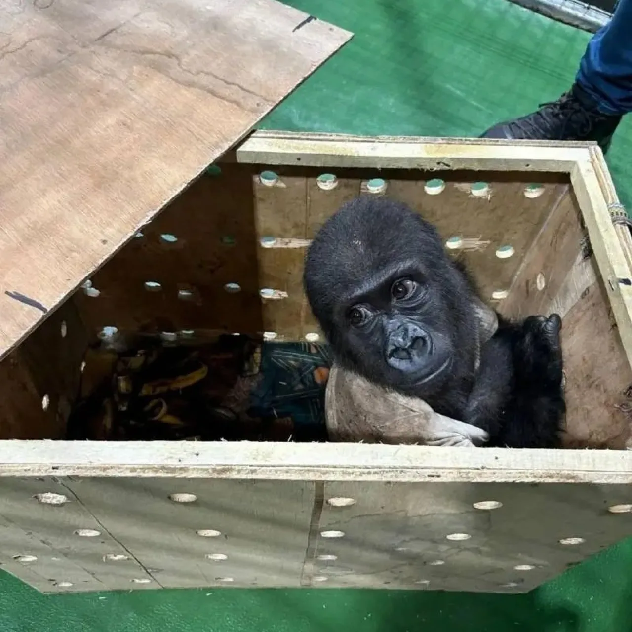 Yavru Goril Zeytin'in Kökeni Açıklandı: Türkiye'de Kalacak Yavru Goril Zeytin'in Kökeni Açıklandı: Türkiye'de Kalacak