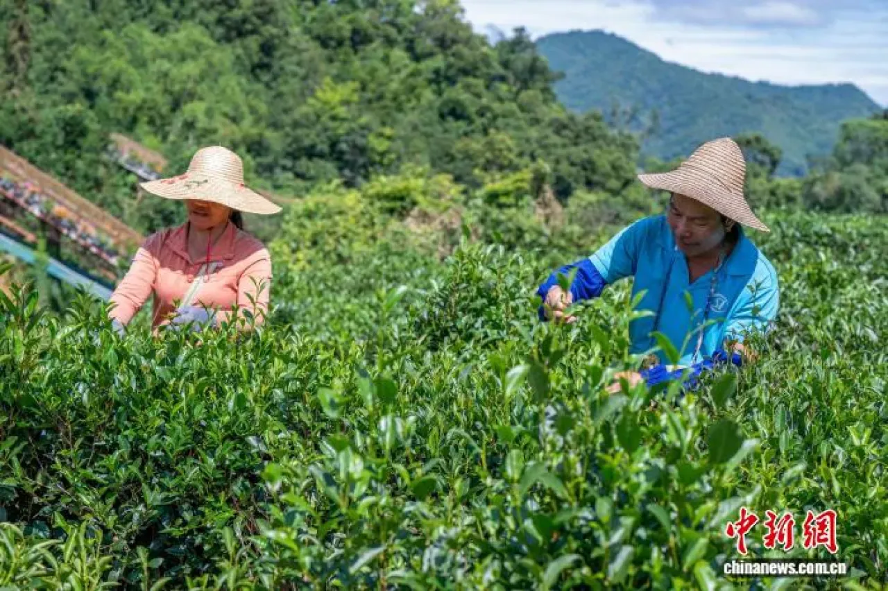 Çin'in Guangxi Bölgesi'nde Organik Sonbahar Çayı Hasadı Başladı Çin'in Guangxi Bölgesi'nde Organik Sonbahar Çayı Hasadı Başladı