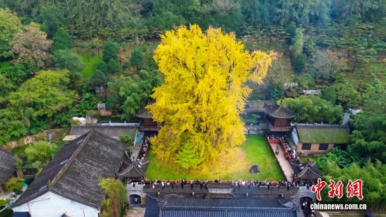Xi'an'da Bin Yıllık Altın Renkli Ginkgo Ağacı Büyülüyor Xi'an'da Bin Yıllık Altın Renkli Ginkgo Ağacı Büyülüyor