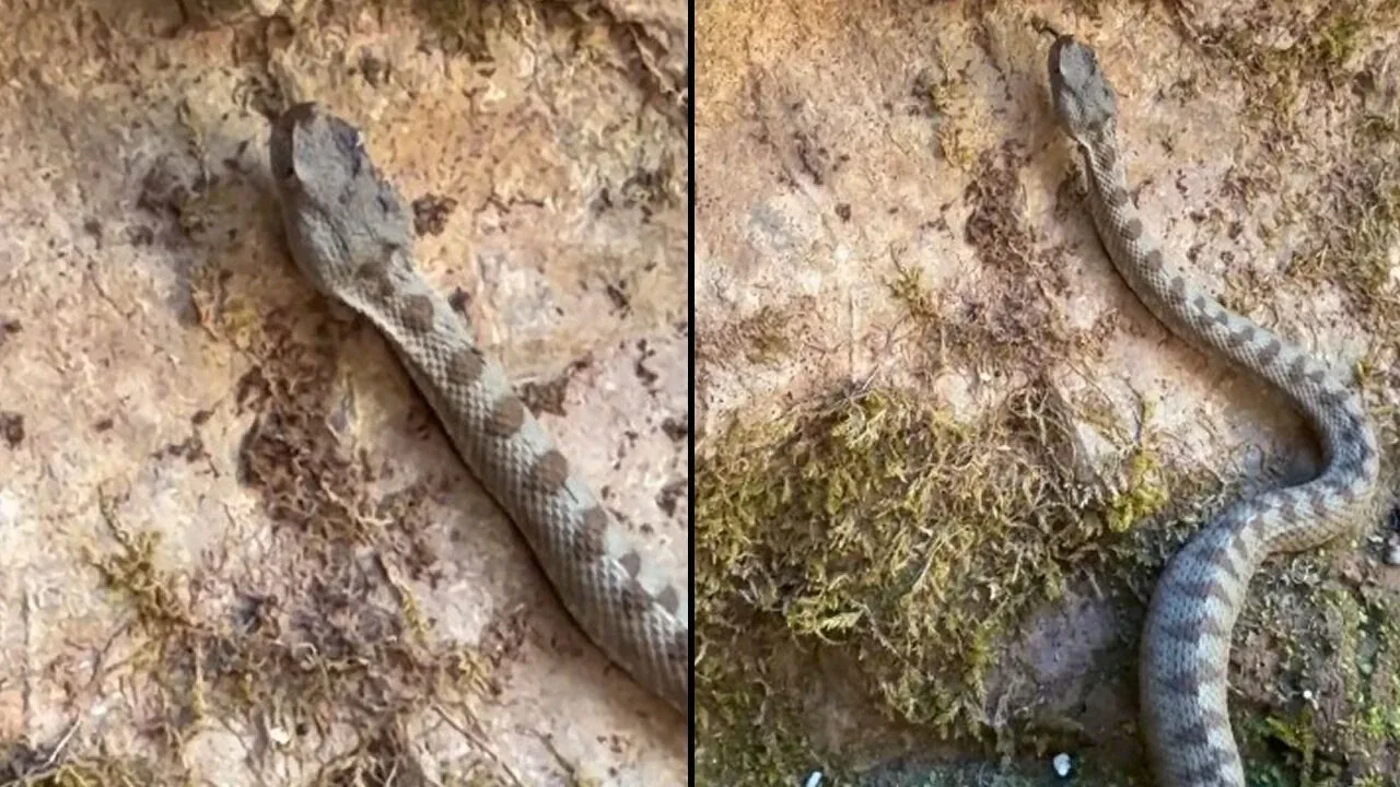 Kastamonu'da nesli tükenme tehlikesi altındaki boynuzlu engerek yılanı görüntülendi Kastamonu'da nesli tükenme tehlikesi altındaki boynuzlu engerek yılanı görüntülendi