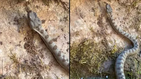 Kastamonu'da nesli tükenme tehlikesi altındaki boynuzlu engerek yılanı görüntülendi