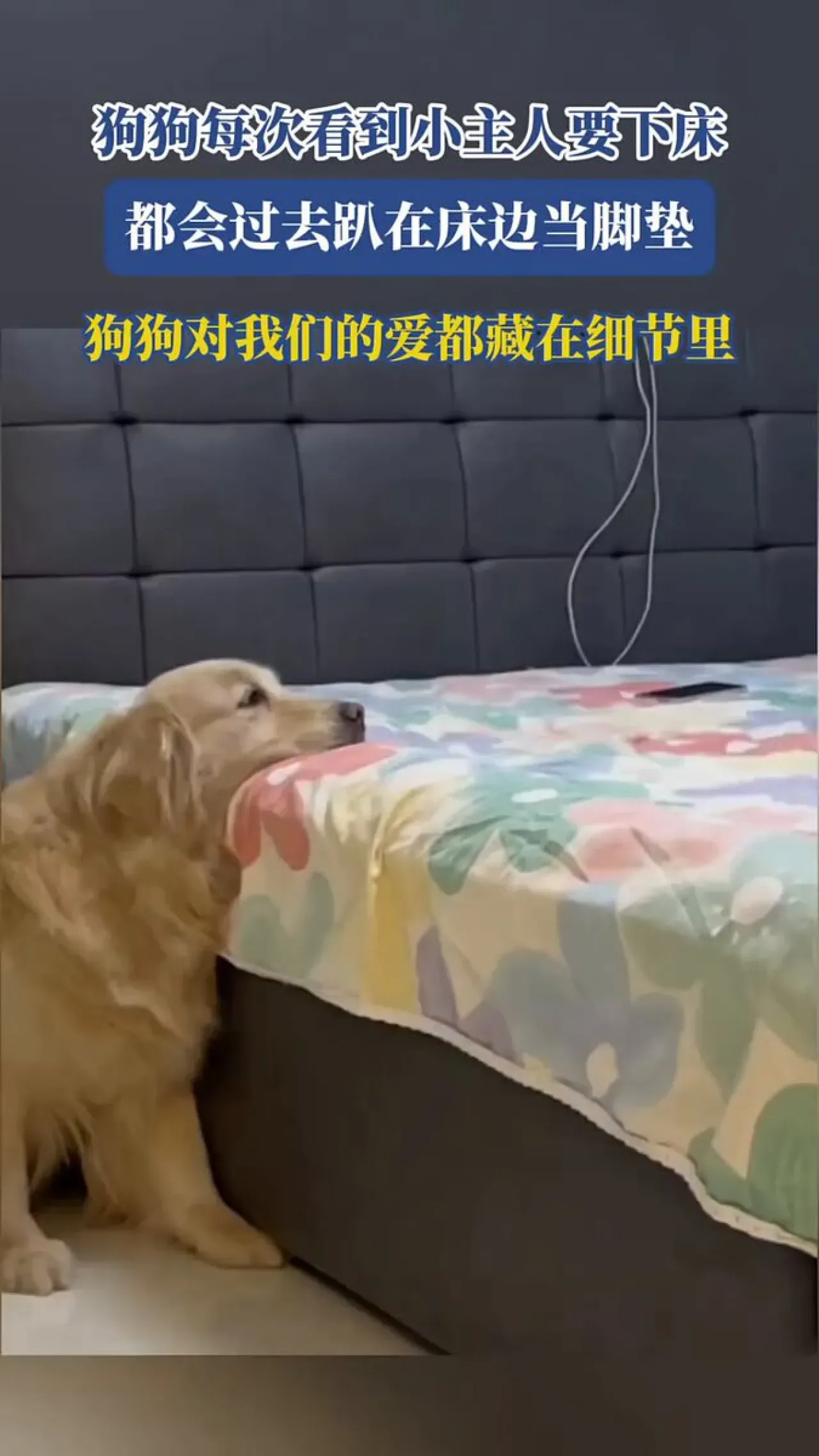 Köpek Sahibine Olan Sevgiyi Yatak Başında Gösteriyor Köpek Sahibine Olan Sevgiyi Yatak Başında Gösteriyor