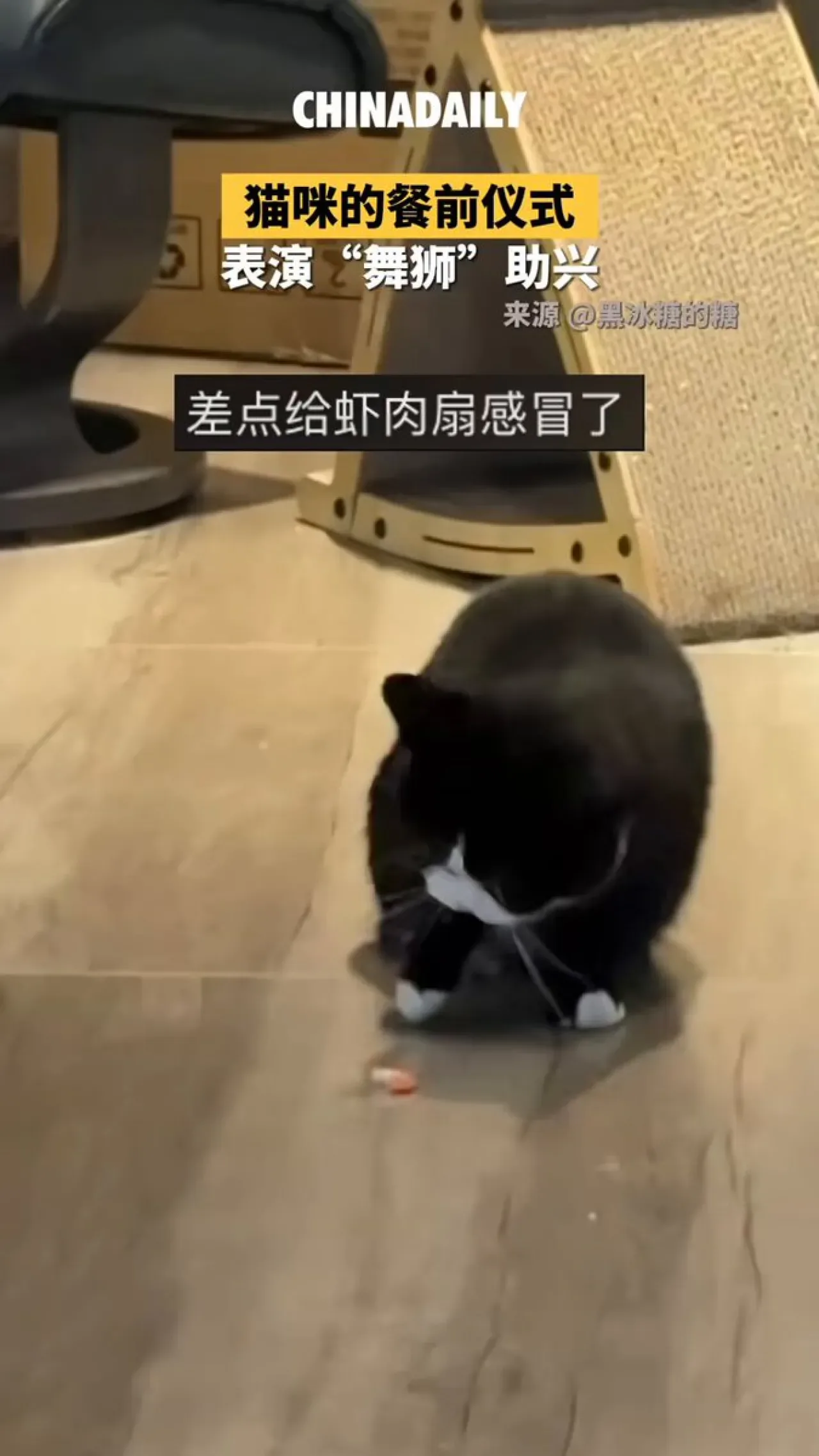 Kedi Karides Yerken Zıplayarak Eğleniyor: İzleyenleri Güldüren Anlar Kedi Karides Yerken Zıplayarak Eğleniyor: İzleyenleri Güldüren Anlar