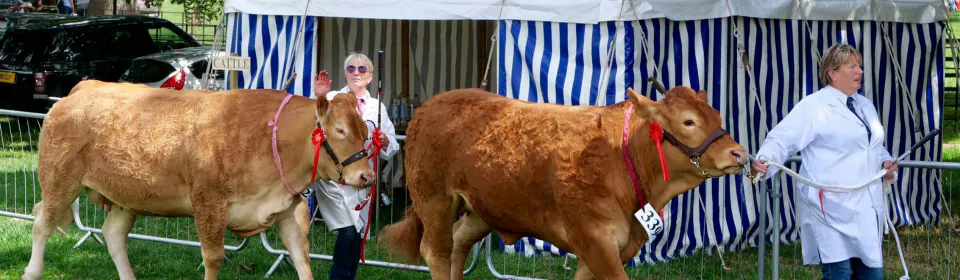 Great Yorkshire Show 2026: Harrogate'da Tarım Şöleni Başlıyor görseli