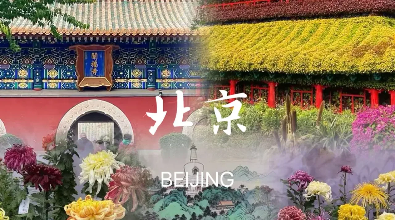 Sonbaharın Güzelliği: Chongqing'de Kasımpatı Festivali Renkli Görüntülere Sahne Oldu Sonbaharın Güzelliği: Chongqing'de Kasımpatı Festivali Renkli Görüntülere Sahne Oldu