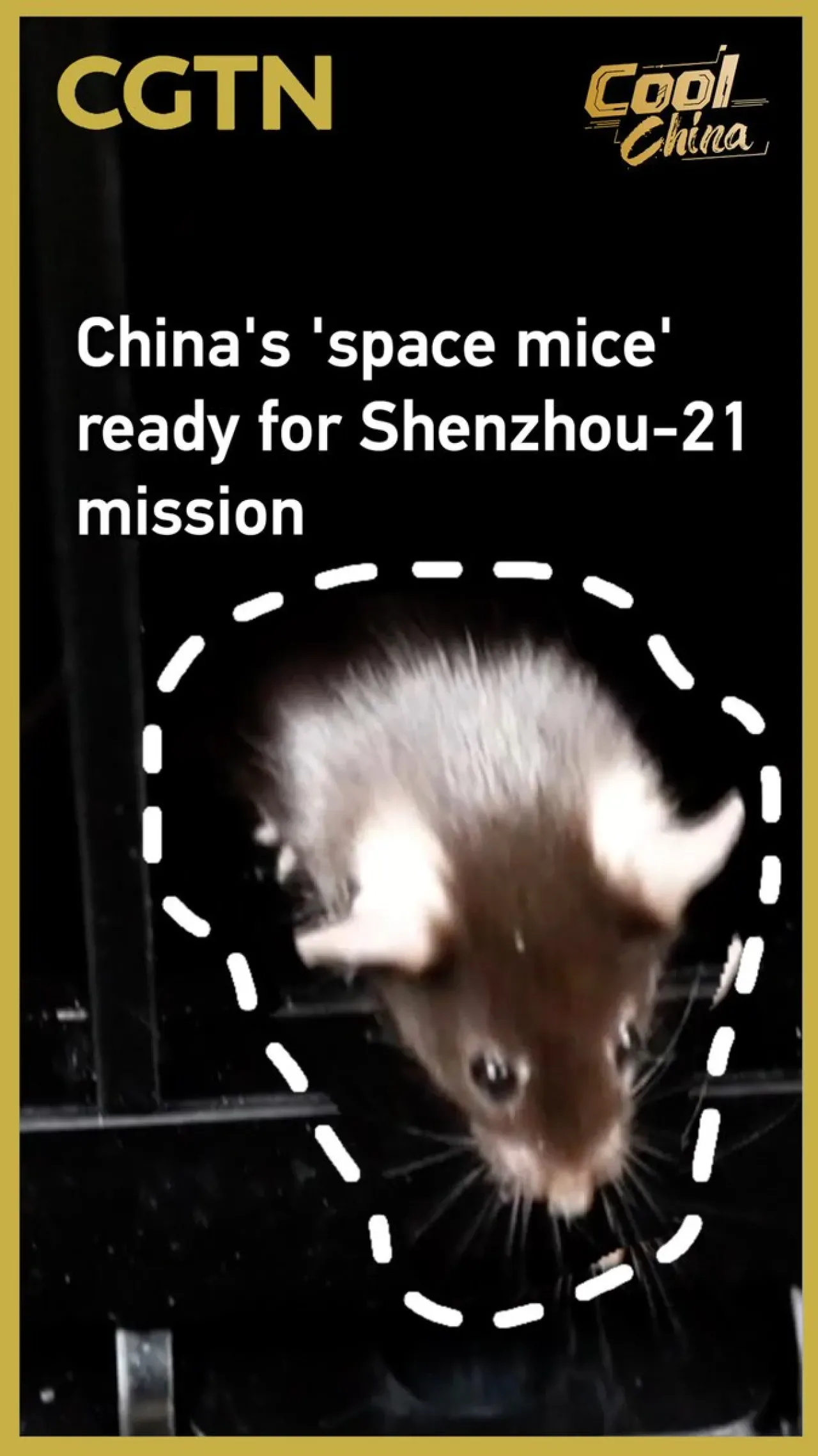 Çin'in Uzay Fareleri Shenzhou-21 Görevi İçin Hazır Çin'in Uzay Fareleri Shenzhou-21 Görevi İçin Hazır