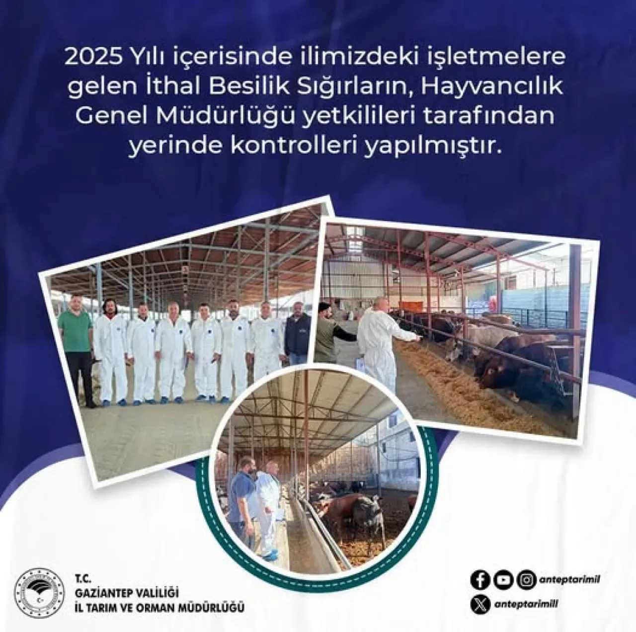 Gaziantep'te İthal Besilik Sığırlar Yerinde Kontrol Edildi Gaziantep'te İthal Besilik Sığırlar Yerinde Kontrol Edildi