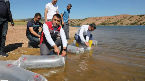 Tokat'ına 731 bin 500 yavru balık bırakıldı: 14 su kaynağı canlandı