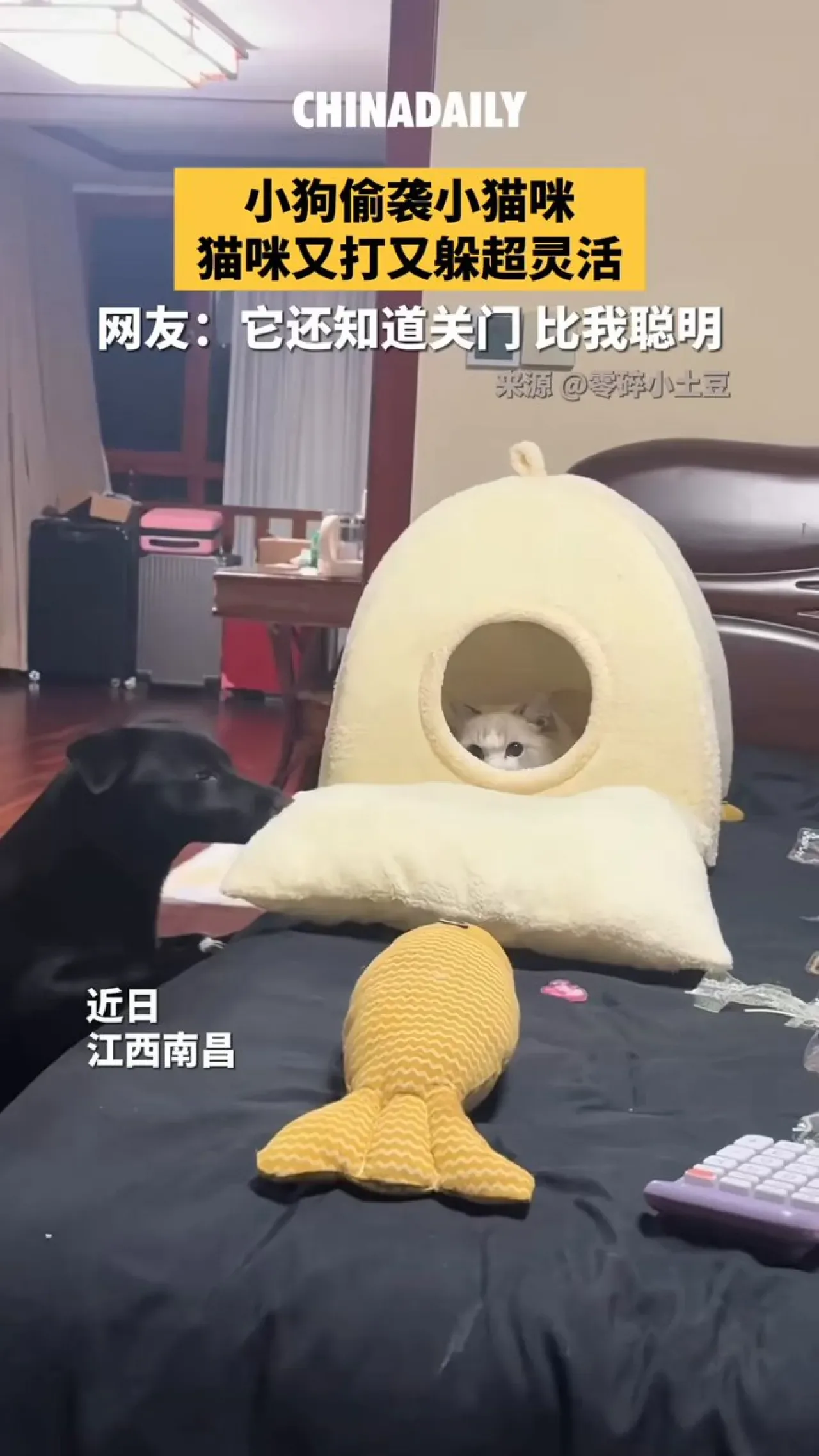 Kedi ve Köpek Yavrusu Arasındaki Komik Mücadele Görenleri Şaşırttı Kedi ve Köpek Yavrusu Arasındaki Komik Mücadele Görenleri Şaşırttı