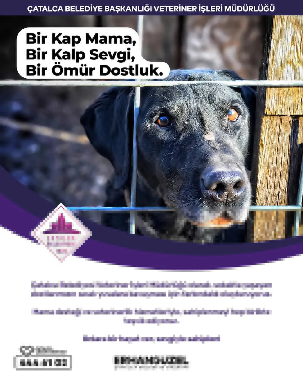 Çatalca Belediyesi, Sokak Hayvanları İçin "Bir Kap Mama" Seferberliği Başlattı Çatalca Belediyesi, Sokak Hayvanları İçin "Bir Kap Mama" Seferberliği Başlattı