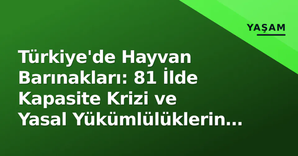 Türkiye'de Hayvan Barınakları: 81 İlde Kapasite Krizi ve Yasal Yükümlülüklerin Gerçeği görseli