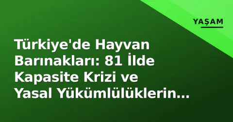 Türkiye'de Hayvan Barınakları: 81 İlde Kapasite Krizi ve Yasal Yükümlülüklerin Gerçeği