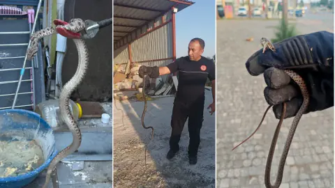 Antalya'da Yılan Alarmı: Evlere Girmemeleri İçin Kritik Önlemler