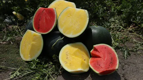 Adana'da Yeni Nesil Üretim: İçi Sarı Tropical Sunshine Karpuzu