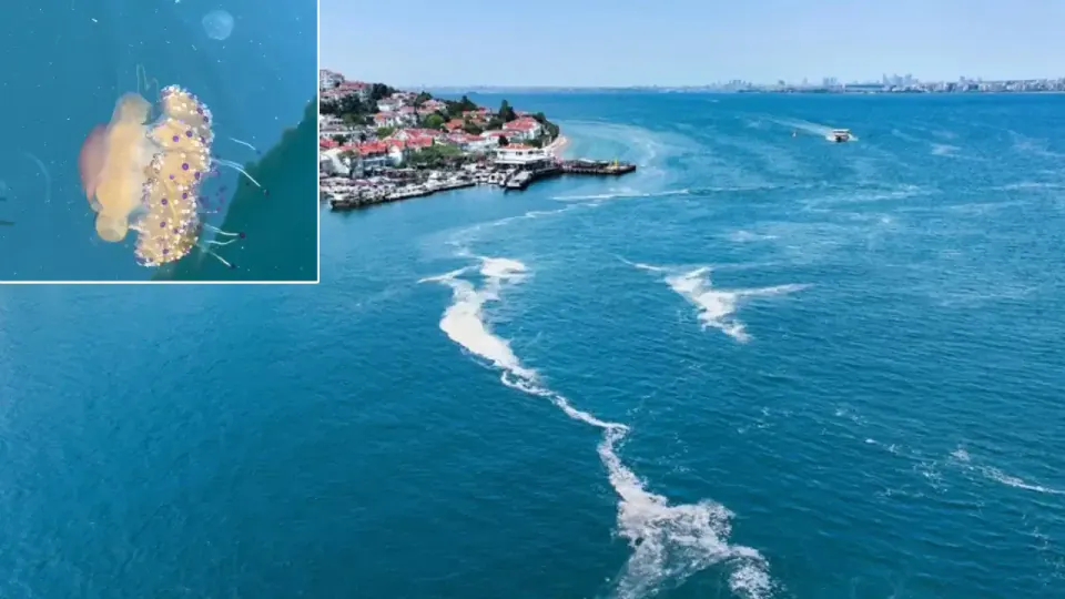 Tekirdağ Açıklarında 'Sahanda Yumurta' Denizanası Görüldü: Marmara'ya Ne Anlatıyor? görseli