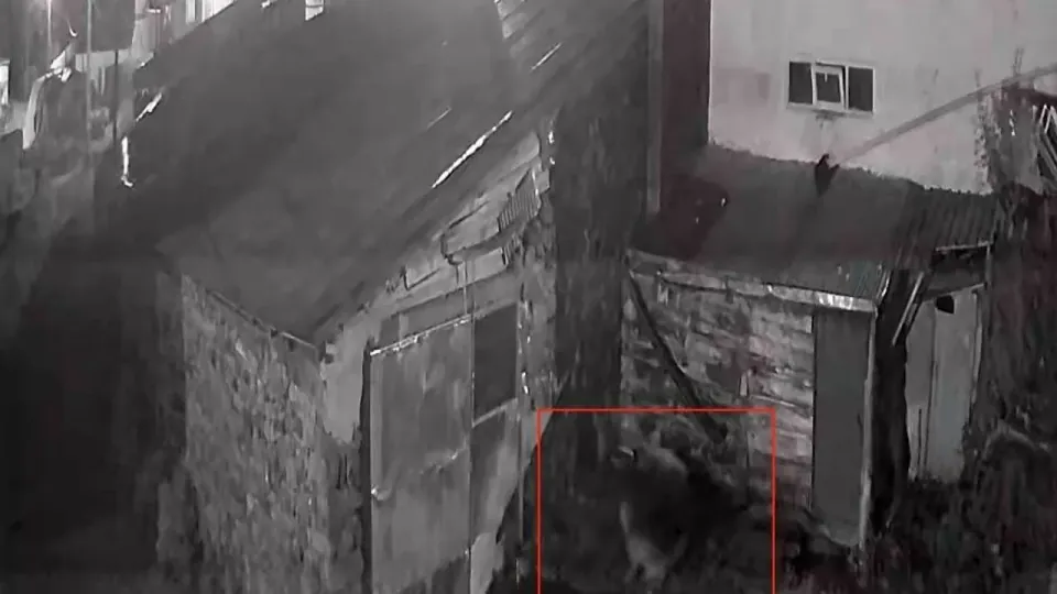 Ardahan'da gece yarısı kurt saldırısı: Köpeğe saldırıp kaçan an kamerada görseli