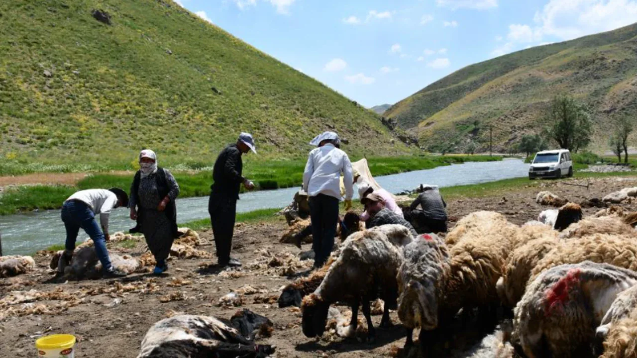 Şırnak'ta Yayla Hazırlıkları Başladı: Beytüşşebap'ta Koyun Kırkma Mesaisi Şırnak'ta Yayla Hazırlıkları Başladı: Beytüşşebap'ta Koyun Kırkma Mesaisi