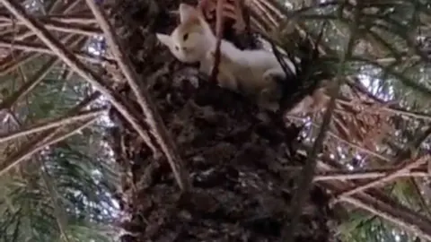 Alanya'da ağaçta mahsur kalan anne kedi ve yavrusuna itfaiye operasyonu