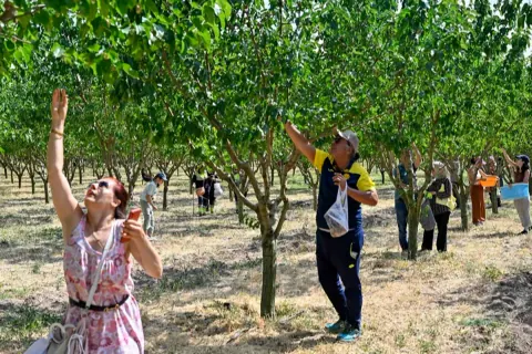 Başkentliler Ata Çiftliği'nde Hasat Heyecanı Yaşadı