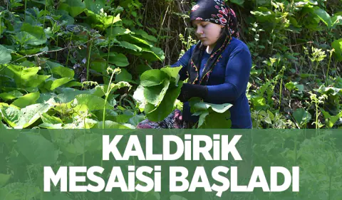 Doğanın Şifa Deposu: Kaldirik Otu Mevsimi Geldi, Toplama Mesaisi Başladı