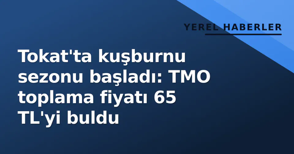 Tokat'ta kuşburnu sezonu başladı: TMO toplama fiyatı 65 TL'yi buldu görseli