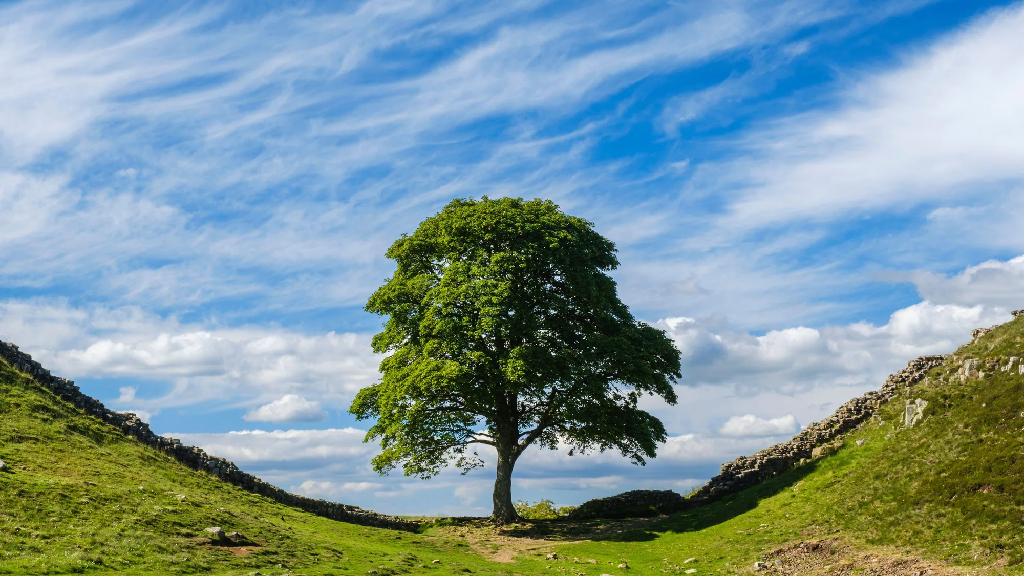 Dünya Mirası Sycamore Gap'e Yeni Darbe: Genetik Fidan Çalındı Dünya Mirası Sycamore Gap'e Yeni Darbe: Genetik Fidan Çalındı
