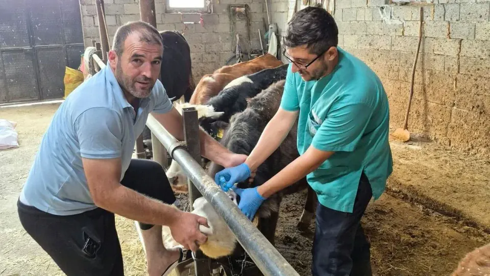 Beyşehir'de 2026 sonbahar şap aşılama kampanyası: Binlerce başlık hedefte görseli