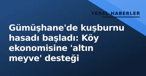 Gümüşhane'de kuşburnu hasadı başladı: Köy ekonomisine 'altın meyve' desteği