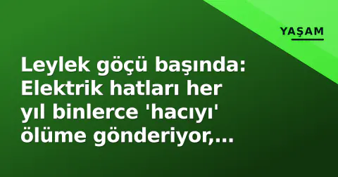 Leylek göçü başında: Elektrik hatları her yıl binlerce 'hacıyı' ölüme gönderiyor, kurtarma zinciri nasıl işliyor?