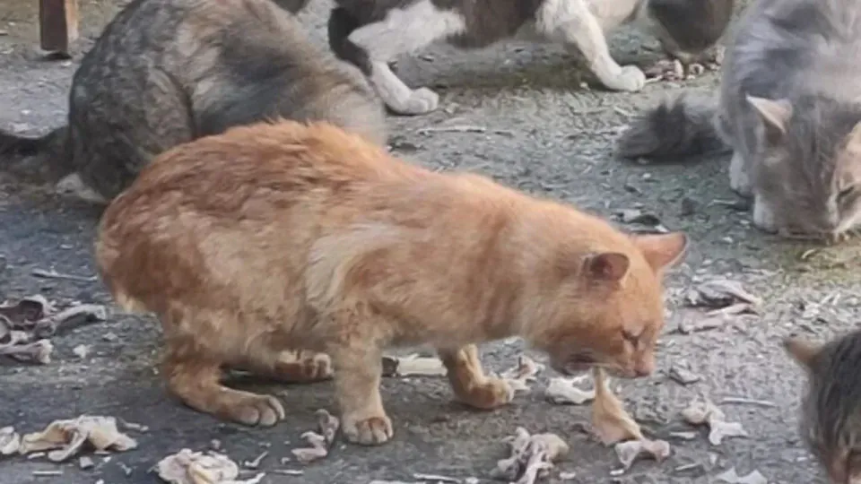 Kırklareli'nde Sokak Kedileri İçin Gönüllü Seferberliği görseli