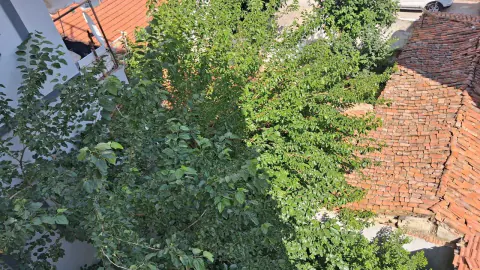 Kırklareli'nde Şehir Ağaçları Sıcak Hava Dalgasına Karşı Doğal Kalkan Oldu