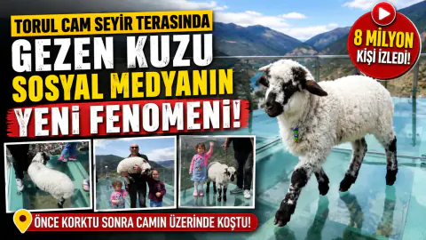Gümüşhane'deki Cam Terasın Yeni Fenomeni: Pamuk İsimli Kuzu