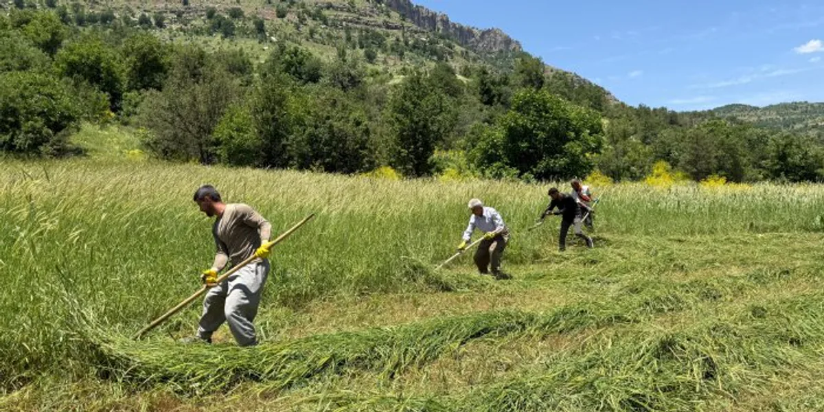 Hakkari Derecik'te Kış Hazırlıkları Başladı: Koçyiğit Köyü'nde Ot Hasadı Heyecanı Hakkari Derecik'te Kış Hazırlıkları Başladı: Koçyiğit Köyü'nde Ot Hasadı Heyecanı