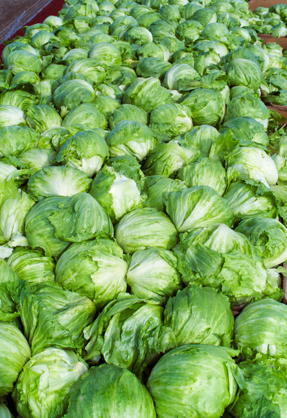 Taylor Farms'tan ABD Pazarı İçin Kritik Karar: Göbek Marullar Toplatılıyor görseli