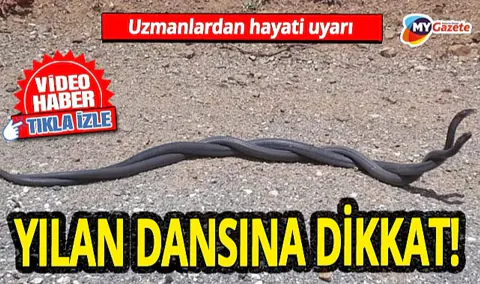 Yaz Mevsiminde Yılan Hareketliliği Artıyor: Korunma ve İlk Yardım Rehberi