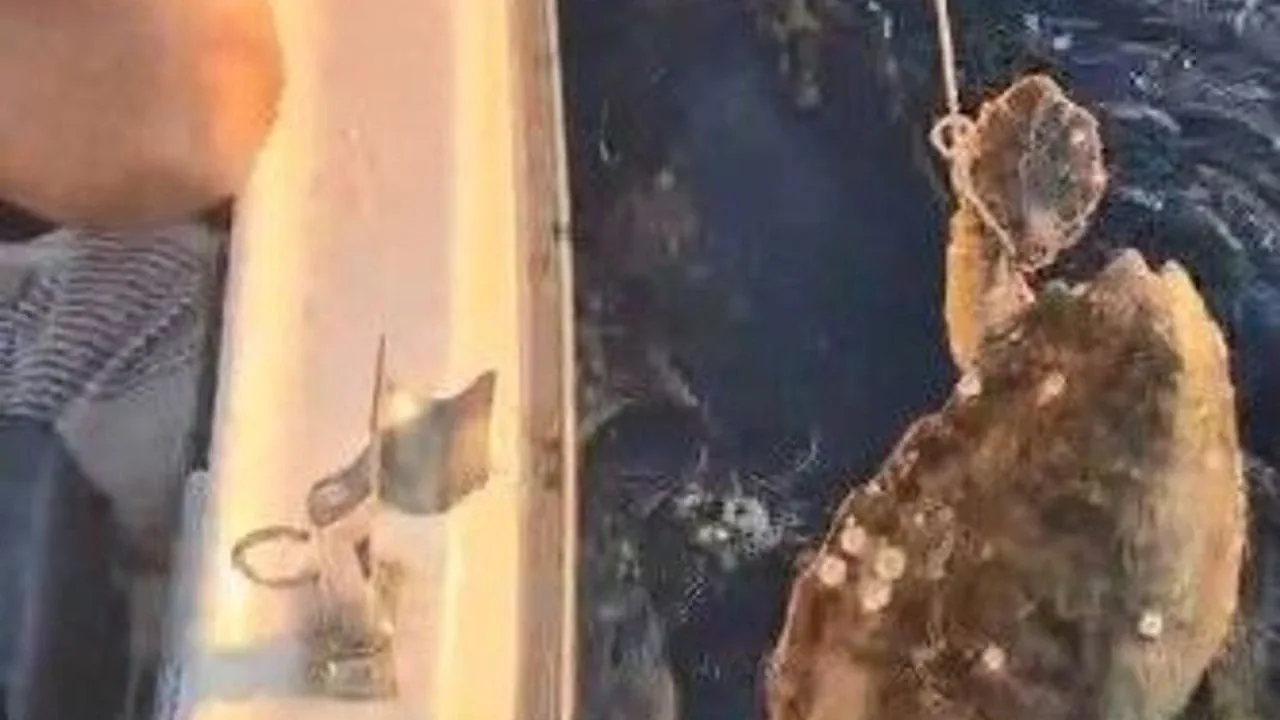Kuşadası'nda vahşet: Caretta caretta'nın ayağına kaldırım taşı bağladılar