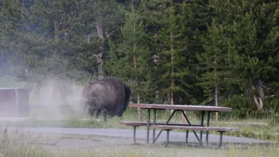 Yellowstone Milli Parkı'nda Bison Dehşeti: 65 Yaşındaki Turist Havaya Uçtu görseli